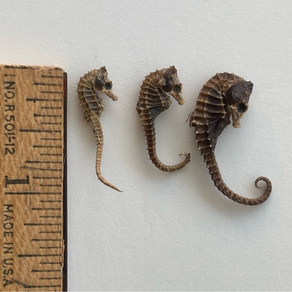 Set of 3 vintage REAL dried seahorses.